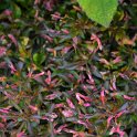 Alternanthera bettzickiana Rubra'
